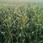 Labyrinthe végétal de Vigy