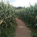 Une allée du labyrinthe végétal de Vigy