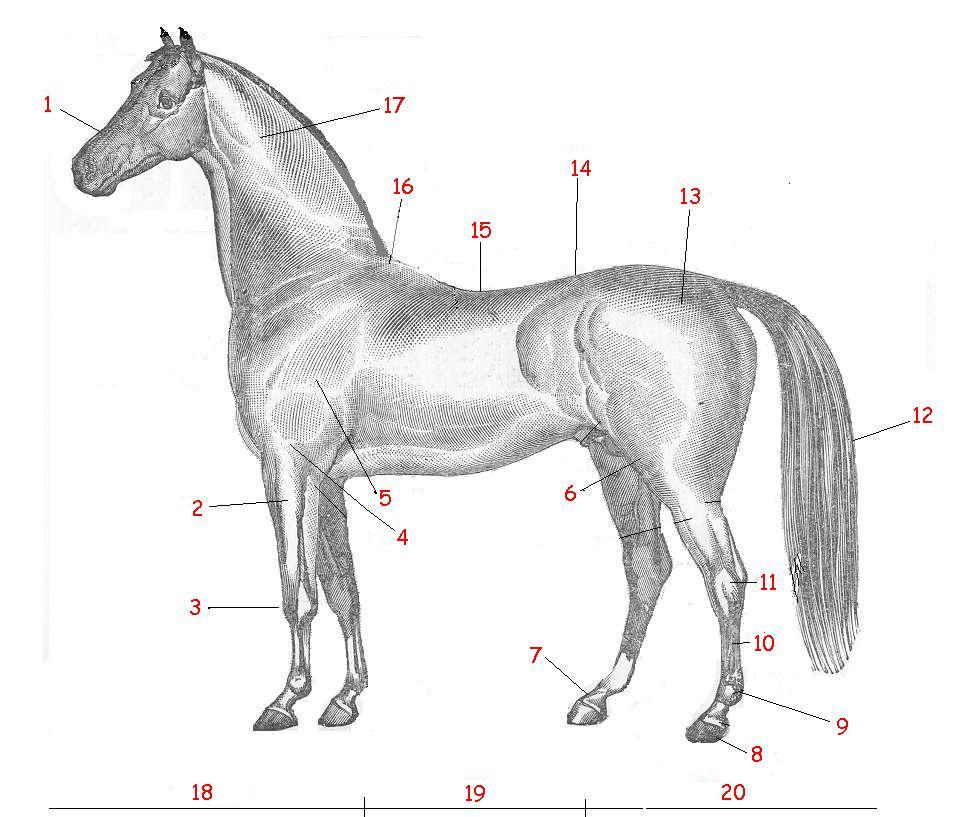 schema corps du cheval