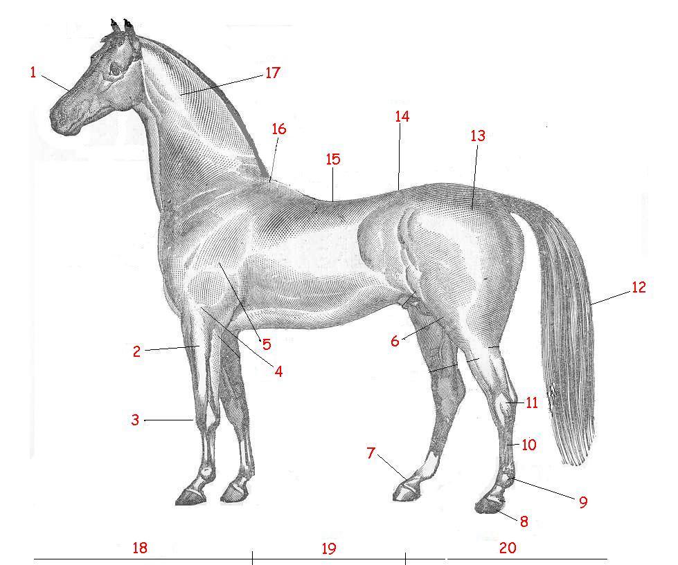 Partie Du Corps Du Cheval Galop 2 Quizz galop 3 – Blog cheval - Paperblog