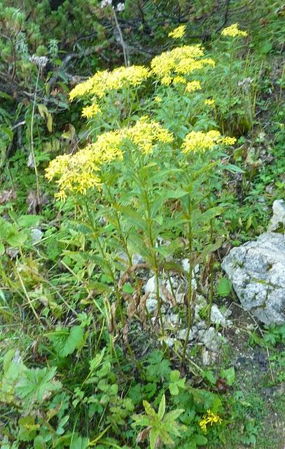 Flore alpine: le séneçon des Alpes / Senecio fuchsii / Fuchssches Greiskraut