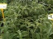 Stevia déjà dans pépinières...