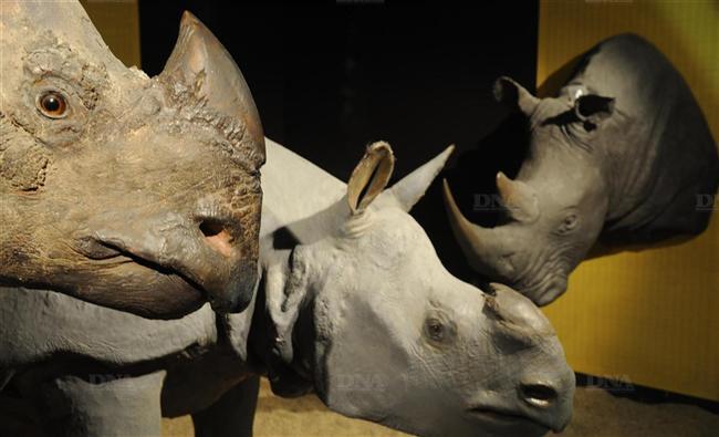 http://www.dna.fr/fr/images/135d2a55-004f-48f0-bdcd-d9eaba59b4a8/DNA_02/Impressionnantes-pieces-de-musee-les-tetes-de-rhinoceros-sont-de-plus-en-plus-surveillees.-(Photo-AFP).jpg