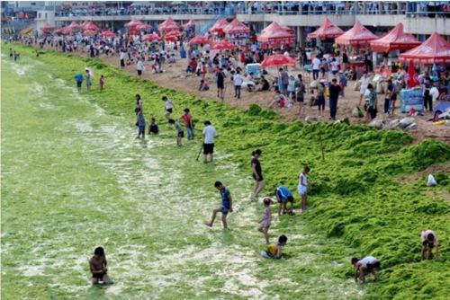  Des algues vertes colonisent la côte de la ville touristique de Qingdao dans la province orientale du Shandong, le 26 juillet 2011     