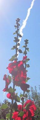 Roses trémières en saison !