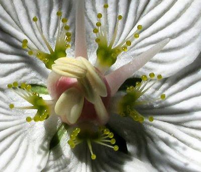 Parnassia palustris (Parnassie des marais)