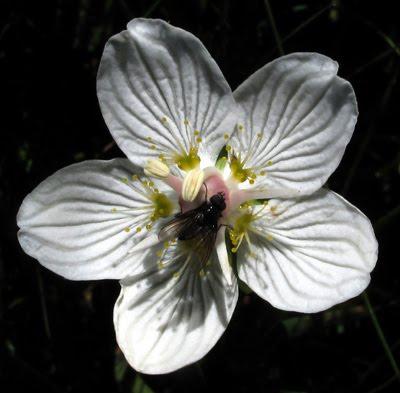 Parnassia palustris (Parnassie des marais)