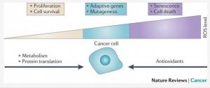 CANCER: Un modèle qui cible le métabolisme pas les cellules  – Nature