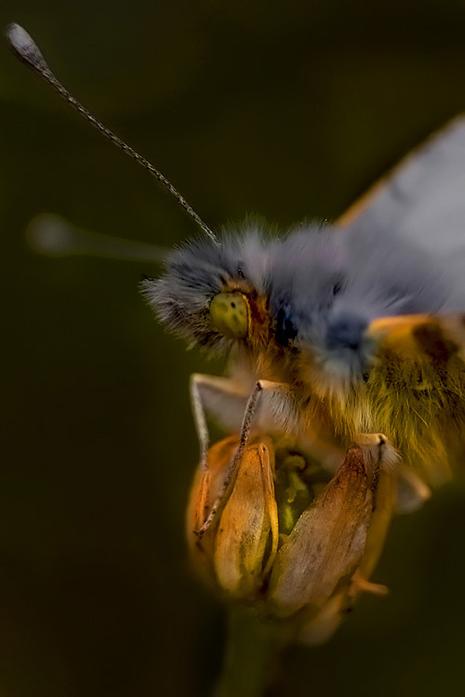 Aurore_filtered_copy_3