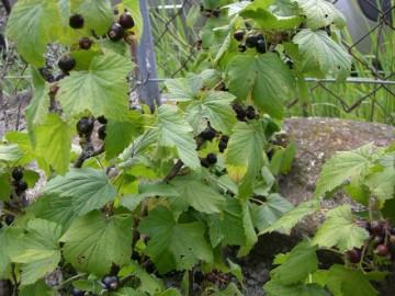 En vrac du Pays Doré 45e340a698850676ab97358655335bc6.jpg