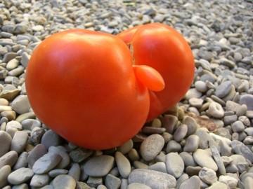 Les tomates aussi ont un nez 3f4ee47640c0814412e69e36fbaeb4e1.jpg