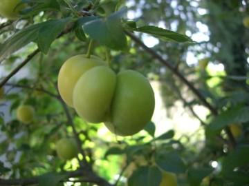 Les tomates aussi ont un nez 13833840e8e59b629c75c33821383e54.jpg
