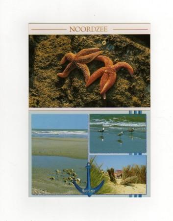 medium_Noordzee_Belgique.JPG