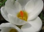 medium_CROCUS_2.jpg