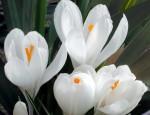 medium_CROCUS.jpg