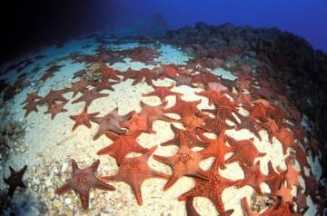 medium_etoiles_de_mer.jpg