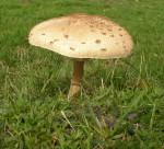 Les champignons medium_P1010030.4.jpg