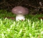 Les champignons medium_P1010039.2.jpg