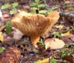 Les champignons medium_P1010042.2.jpg