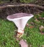 Les champignons medium_P1010043.jpg