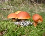 Les champignons medium_P1010045.jpg