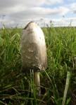 Les champignons medium_P1010050.jpg