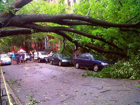 One of the few American elms remaining in New York City was downed in Brooklyn. Image source .
