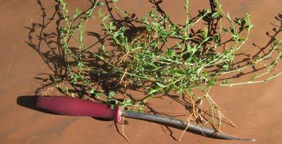 L'art du désherbage