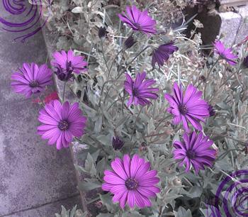 fleurs violet 