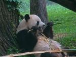 Les pandas détiendraient la solution pour des biocarburants de qualité