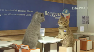 Les chatons de Bouygues Telecom