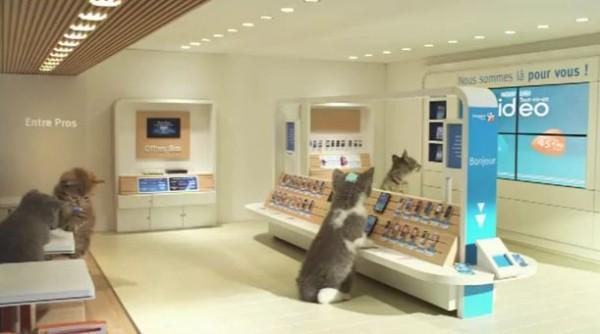 chat bouygues 600x334 Bouygues Telecom fait le buzz avec des chatons