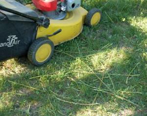 Reste de branche non broyé