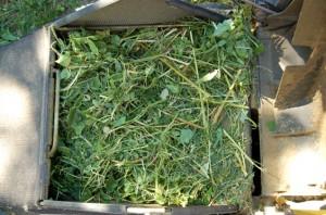 Branches broyées par tondeuse