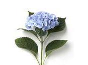 l'été, 10ème l'Hortensia