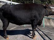 boeuf Kobé, viande légende