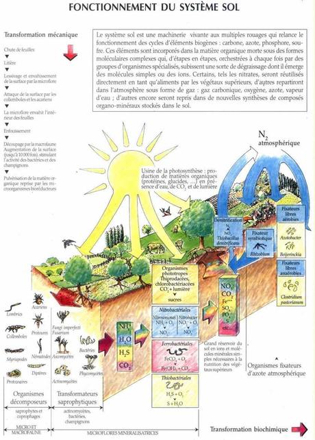Le sol, un écosystème discret