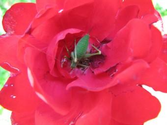 110901 Leptophyes Femelle 1.jpg