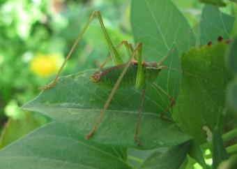 110901 Leptophyes Mâle.jpg