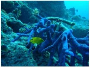 PROTECTION U.V.: Le corail, source d’écran solaire naturel? – King’s College London