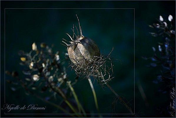 nigelle-de-damas-08.jpg