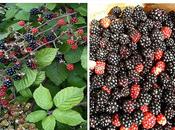 Gelee mûres cuvee 2011