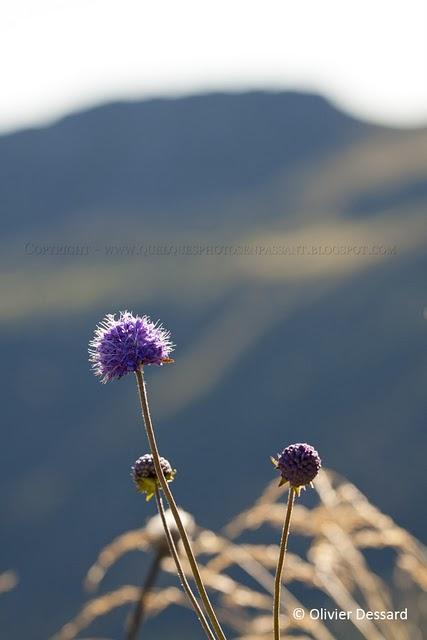 Cartes postales du Cantal