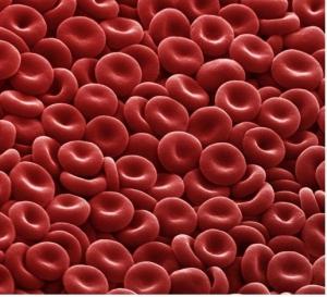 FRANCE: Première transfusion de globules rouges créés à partir de cellules souches – Blood- American Society of Hematology