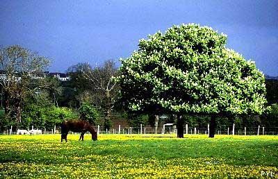 Discours aux ambassadeurs 2011