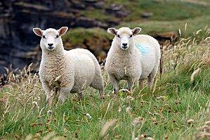 Highlands1 (72) [1600x1200]