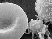 chercheurs français réussissent première autotransfusion globules rouges partir cellules souches