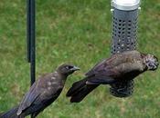 Quand quiscales retournent bronzer