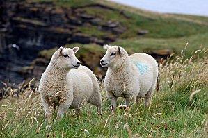 Highlands1 (73) [1600x1200]-copie-1