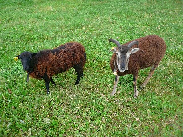 Les nouvelles moutondeuses sont arrivées !